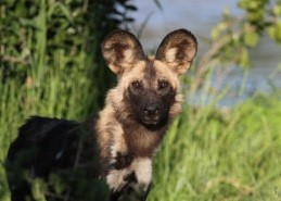 Conserving the endangered African wild dog in the Zimbabwean part of the Greater Limpopo TFCA