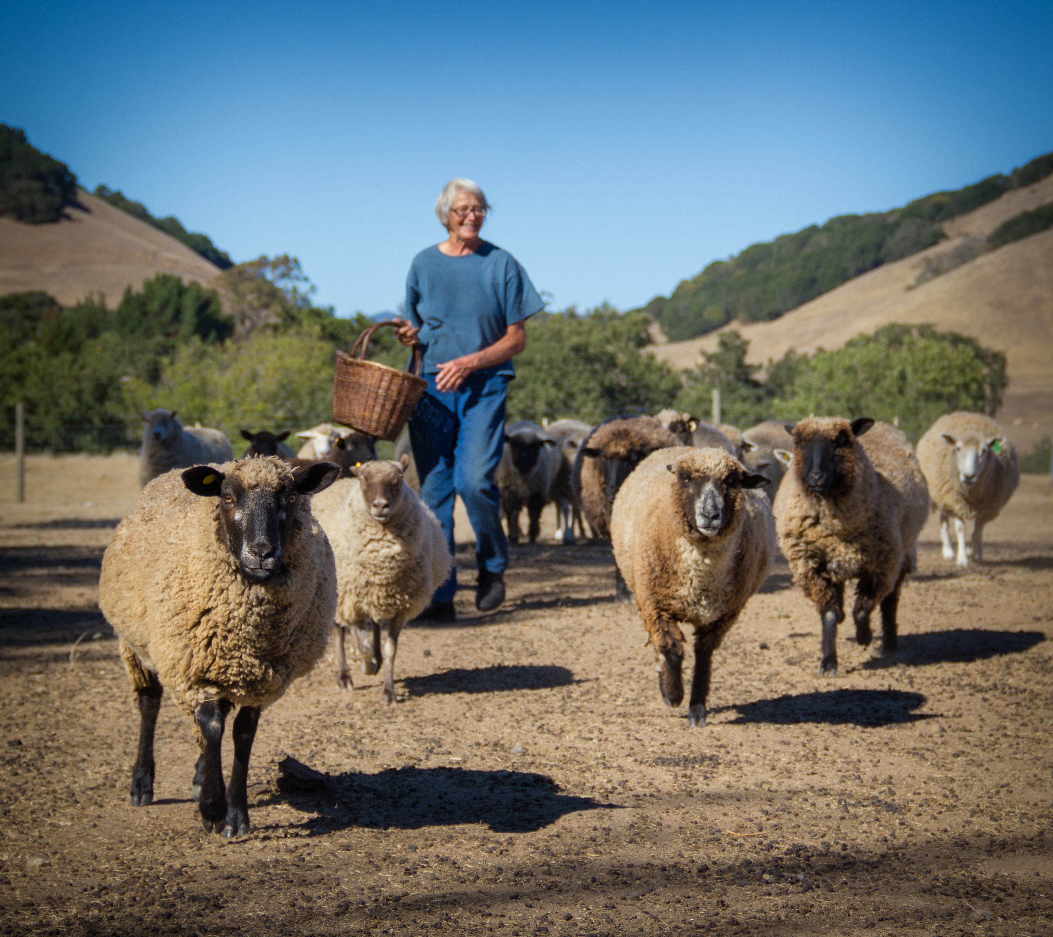 Herd Sheep