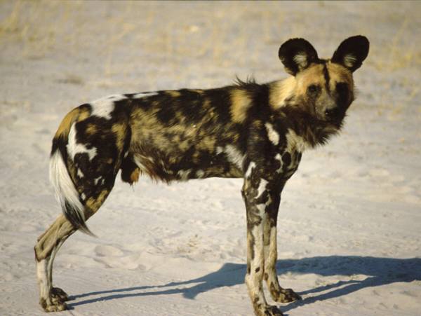 domestic african hunting dog