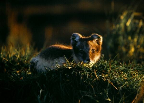 arctic fox eating plants