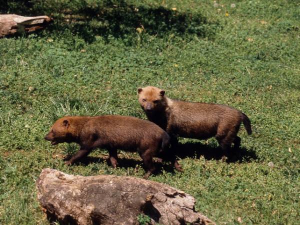 bush dog - © Gerald L. Zuercher