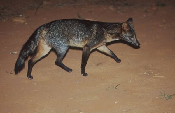 South american store fox like dog