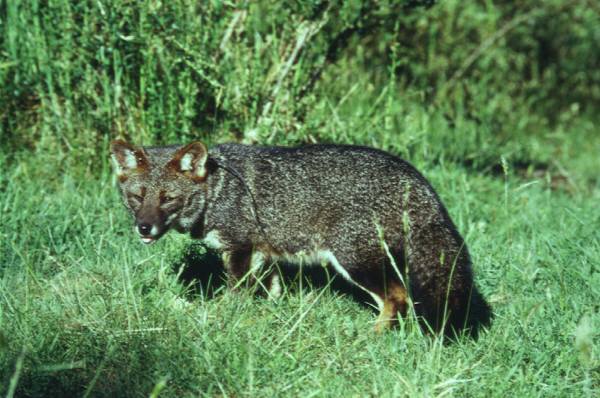 Darwin's fox Animal Facts  Lycalopex fulvipes - A-Z Animals