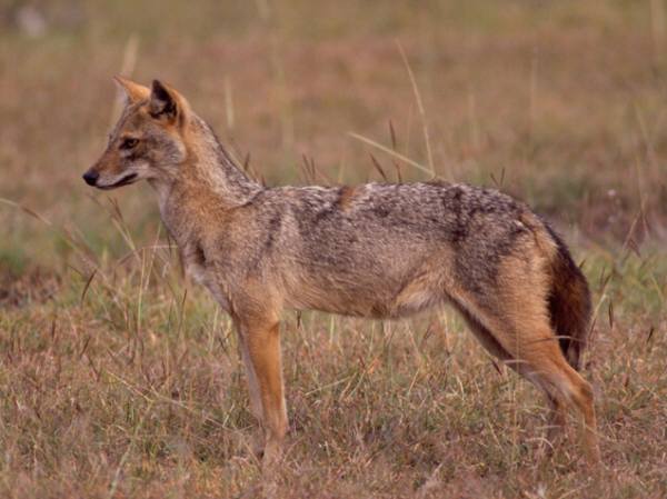 Golden jackal | Canids