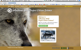 Using citizen science to better understand Yellowstone’s wolves