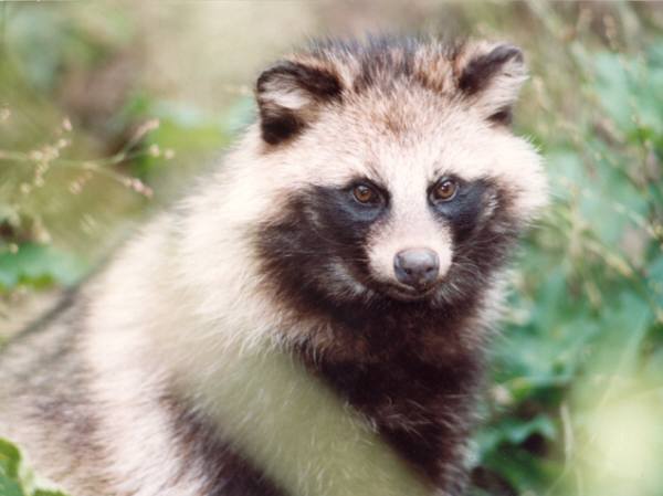 a dog that looks like a fluffy raccoon