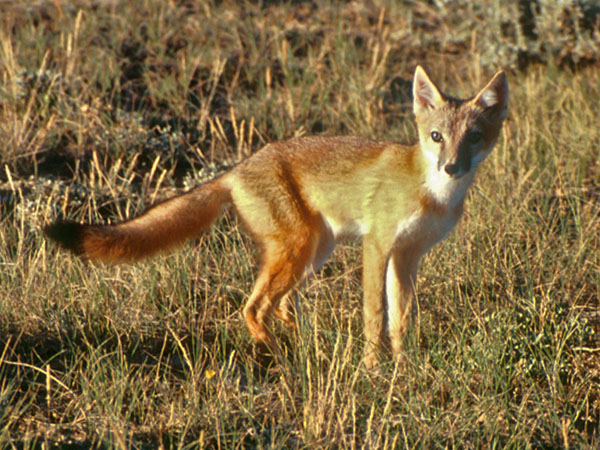 Swift Fox Canids