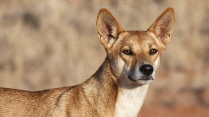 Dingo