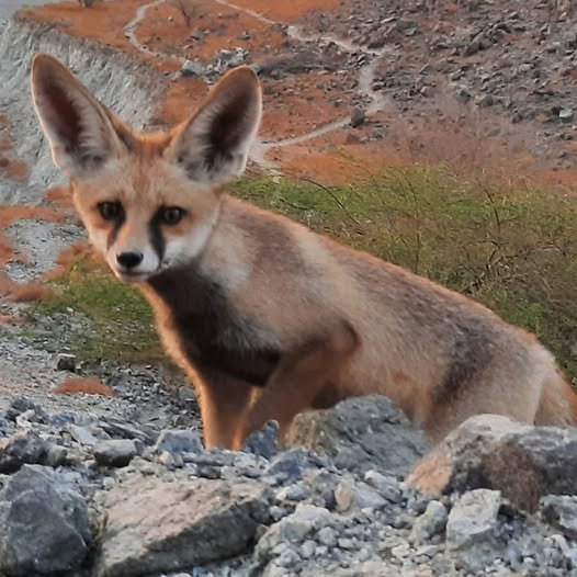Blanford’s fox
