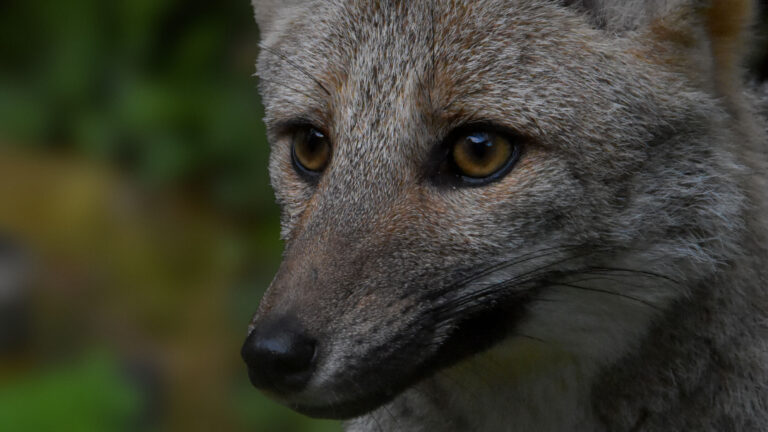 Pampas fox