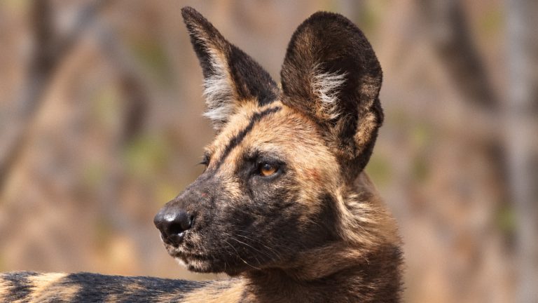 African wild dog
