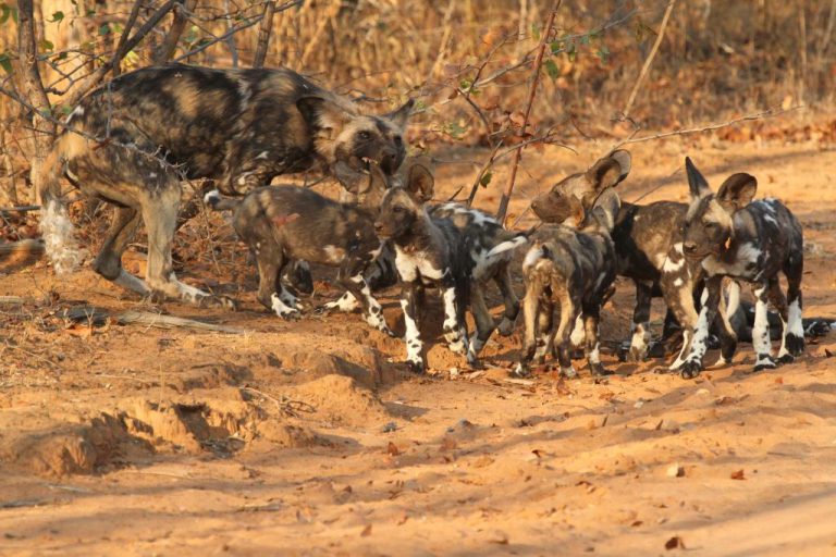 African wild dog