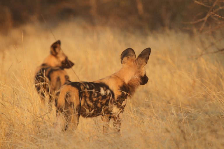 African wild dog