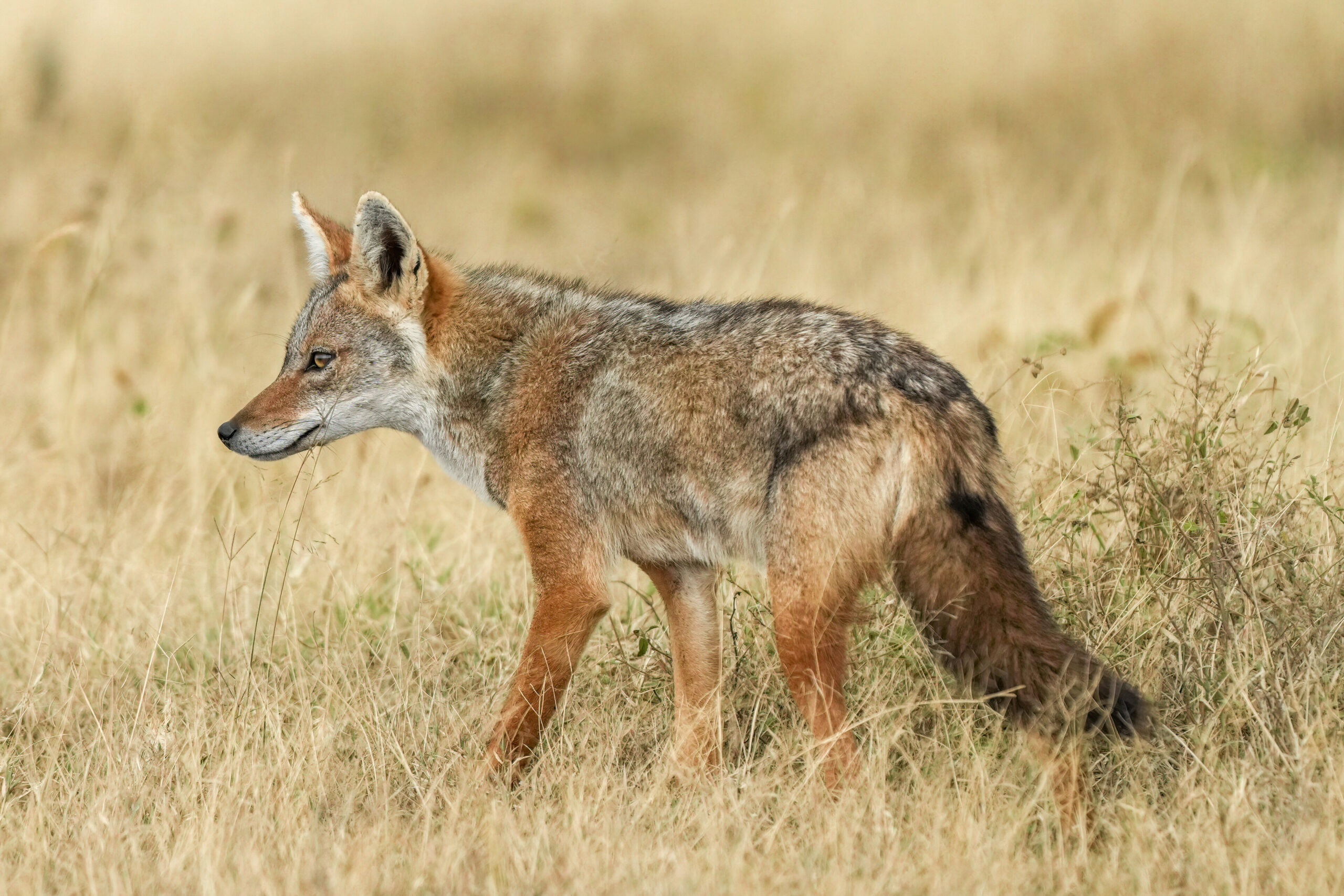 African wolf