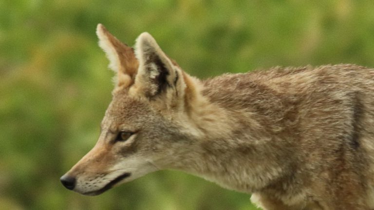 African wolf