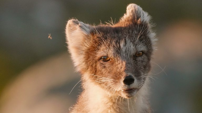 Arctic fox