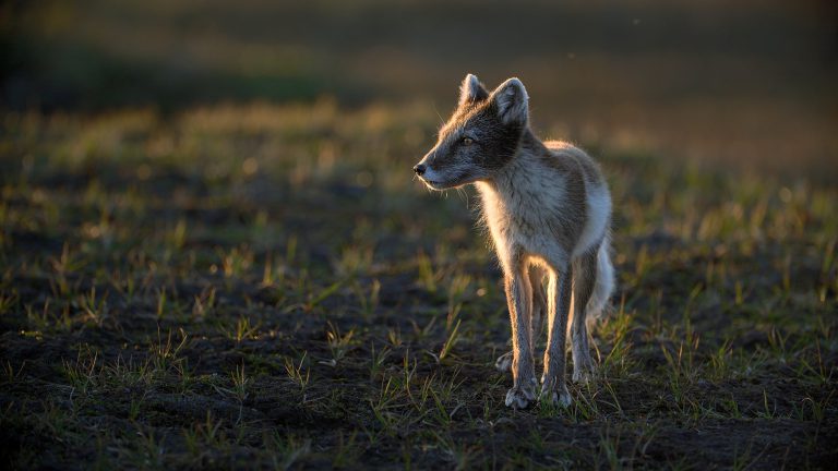 Arctic fox