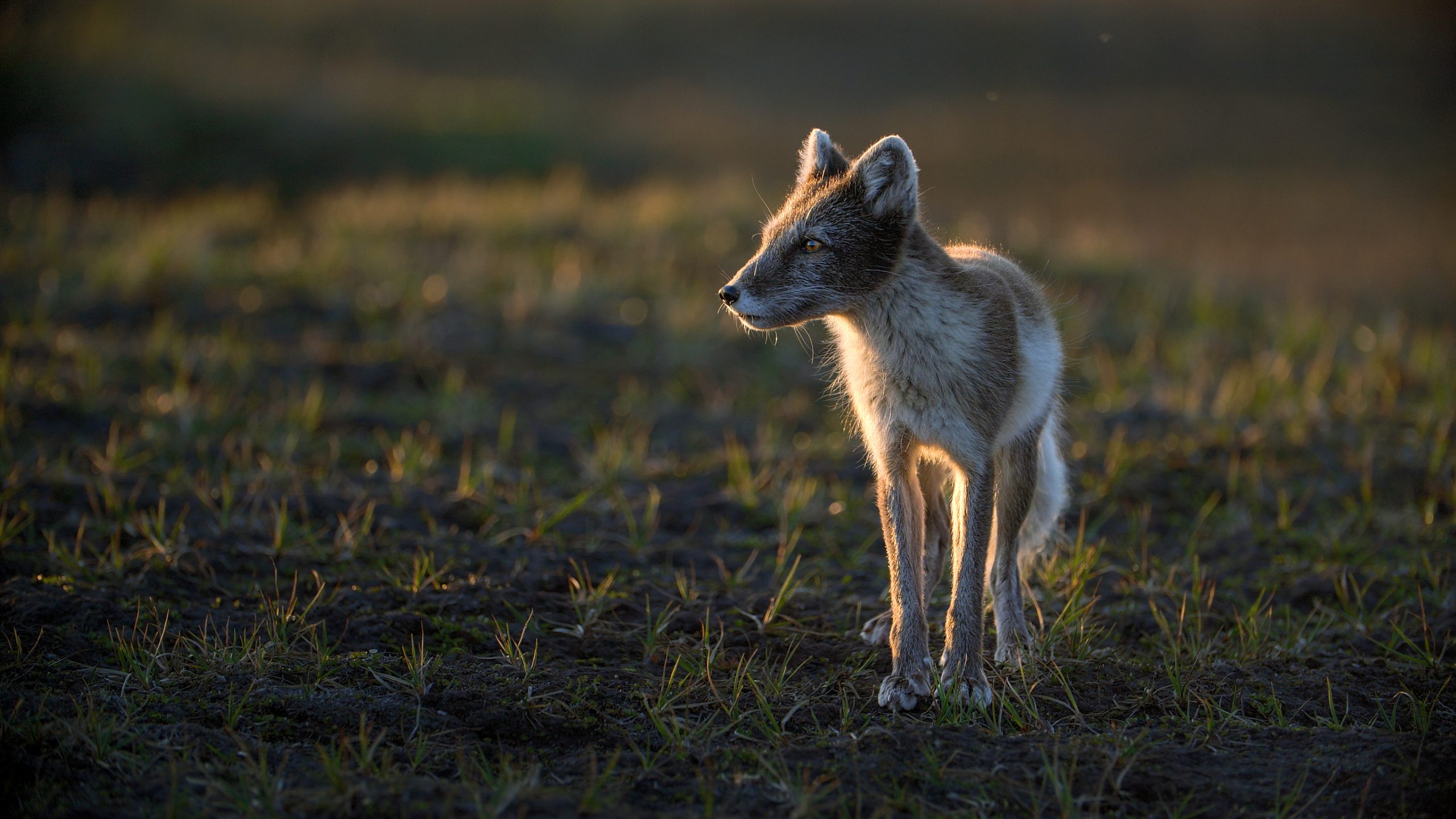 Arctic fox