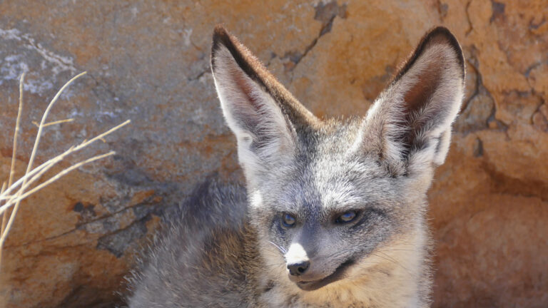 Bat-eared fox