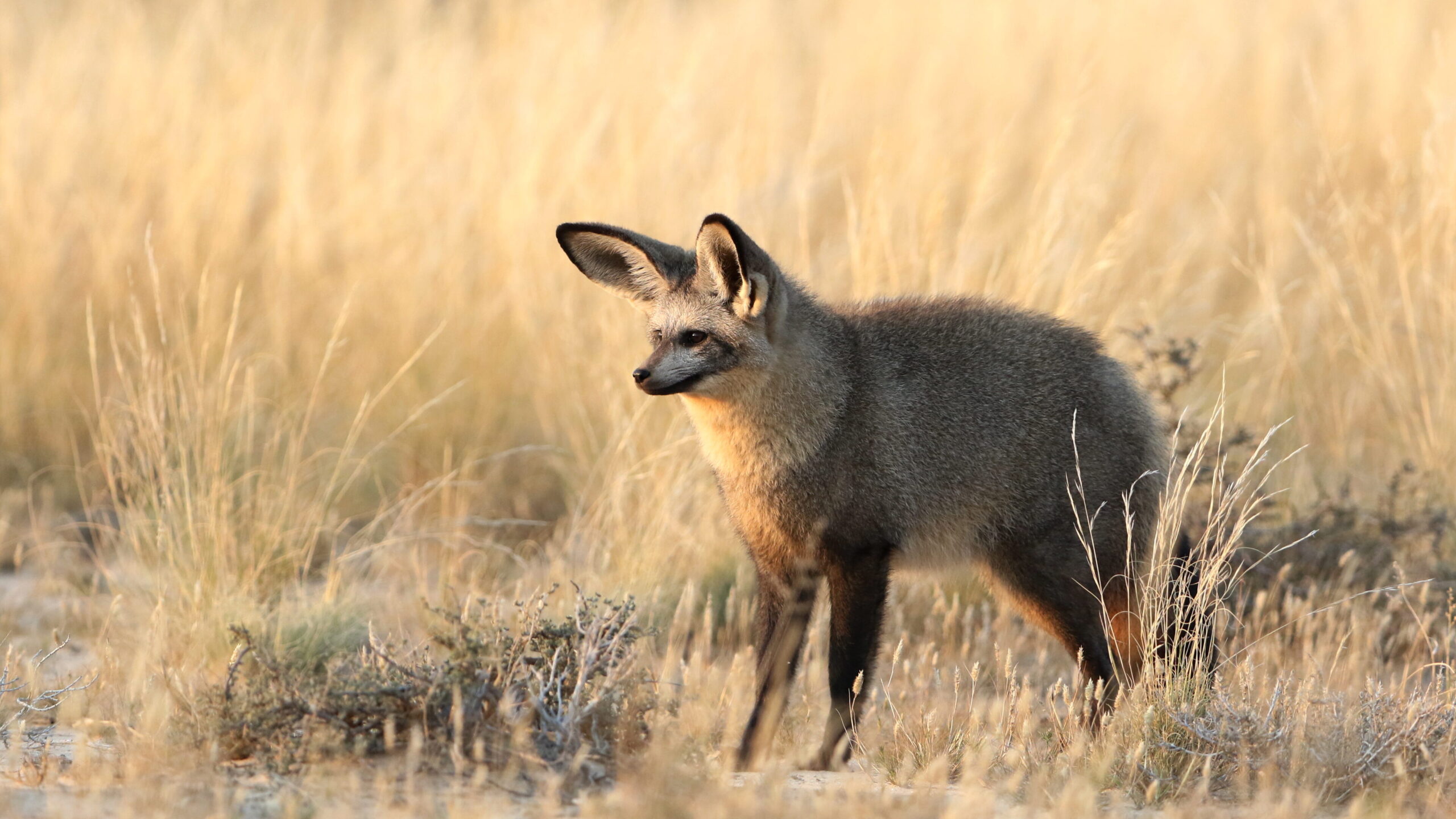 Bat-eared fox