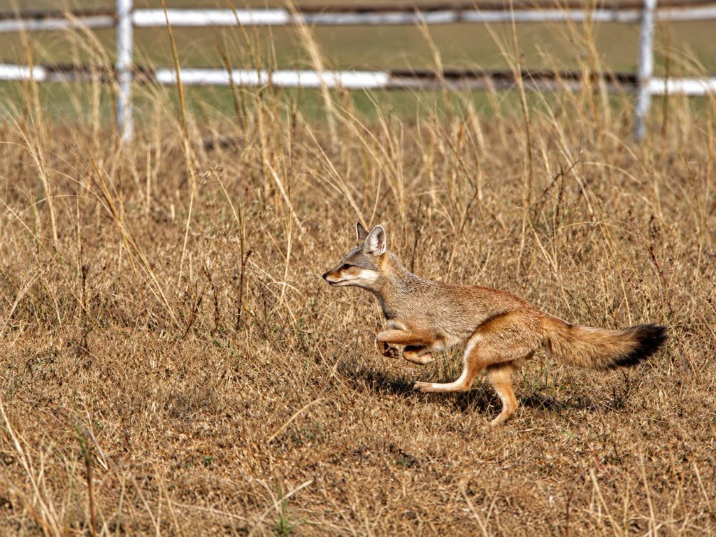 Bengal fox