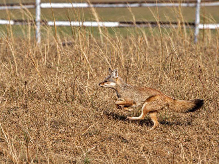 Bengal fox