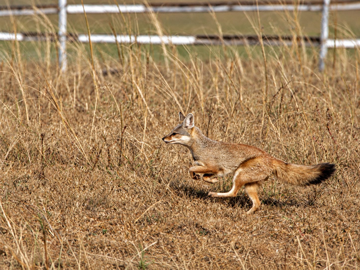 Bengal fox