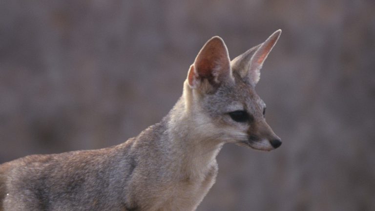 Bengal fox