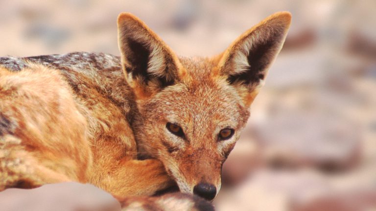 Black-backed jackal