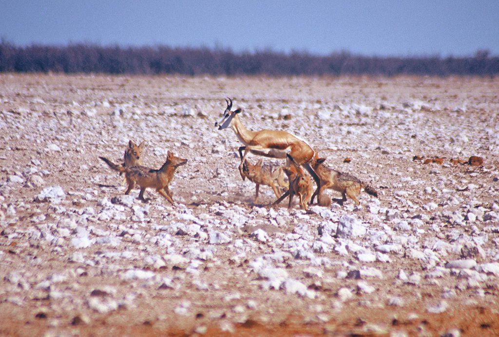 Black-backed jackal