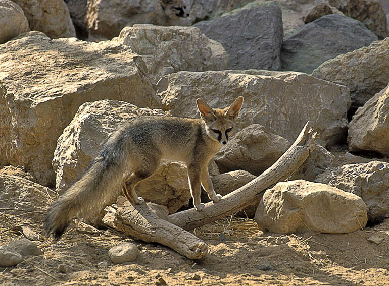 Blanford’s fox