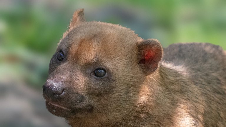 Bush dog