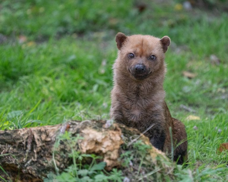 Bush dog