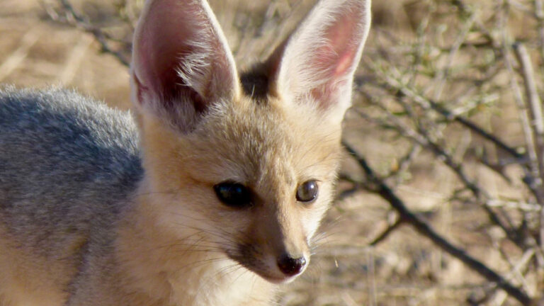 Cape fox