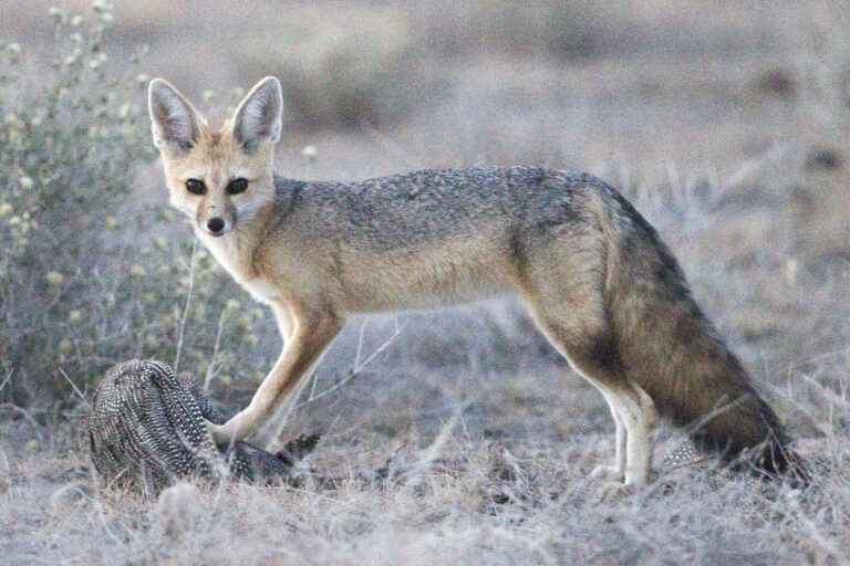 Cape fox
