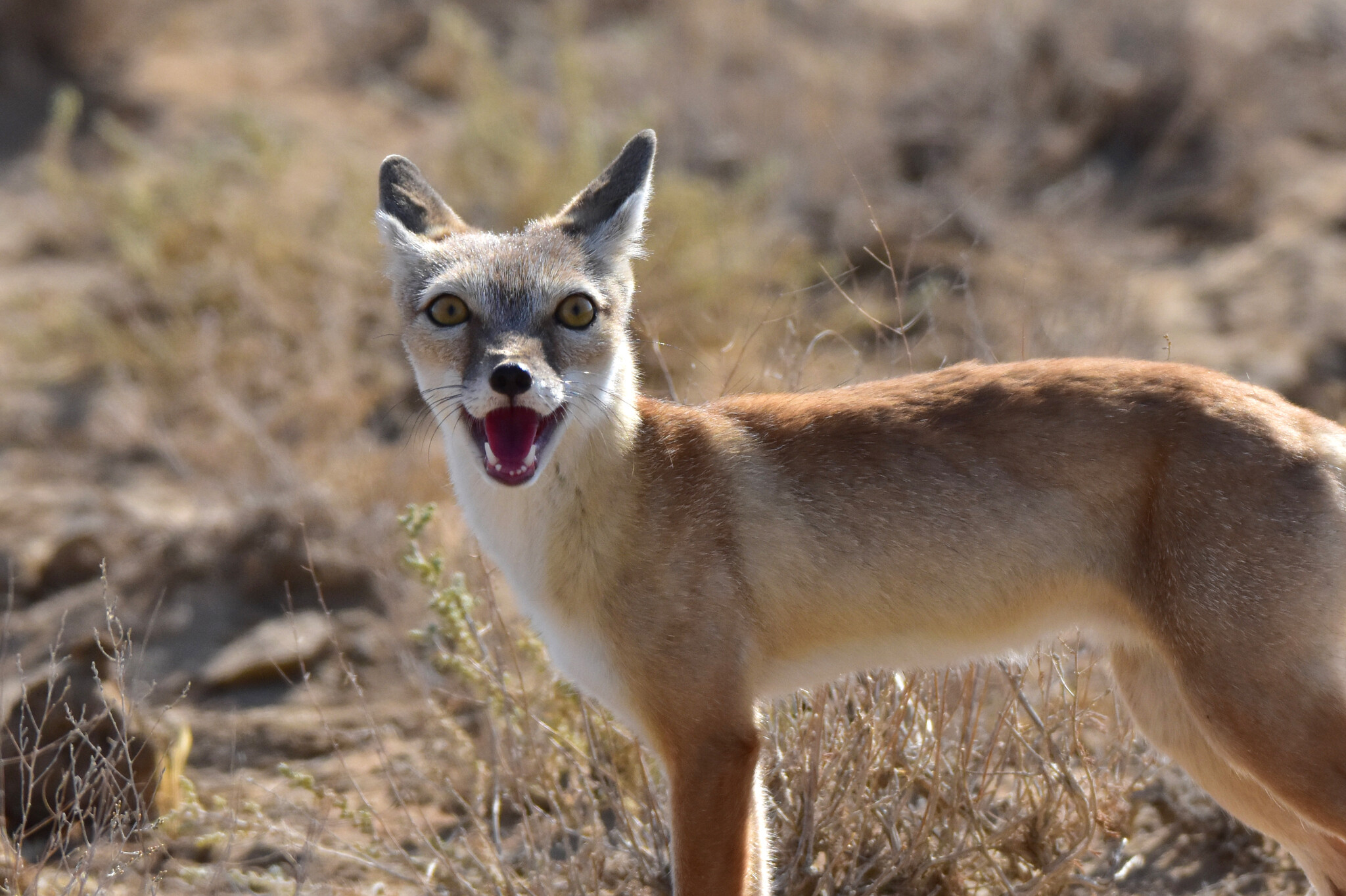 Corsac fox
