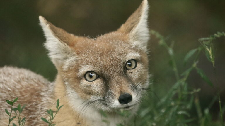 Corsac fox