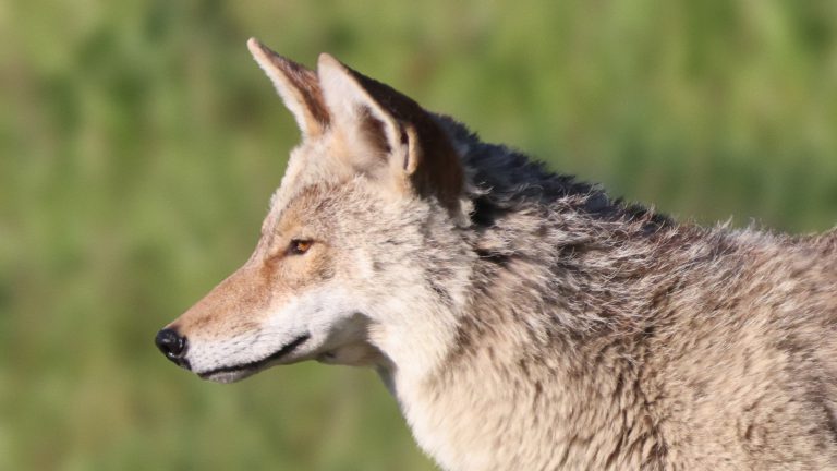 Coyote