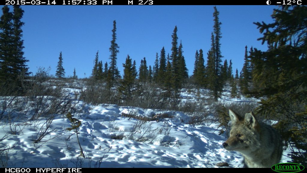 Coyote