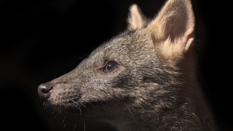 Crab-eating fox