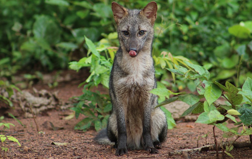 Crab-eating fox