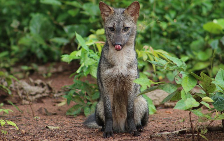 Crab-eating fox