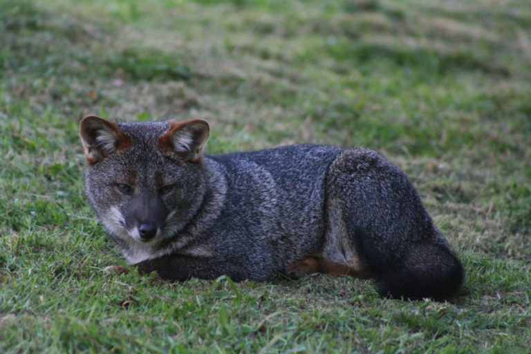 Darwin's fox