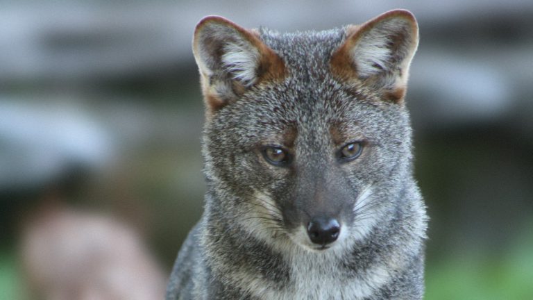 Darwin’s fox