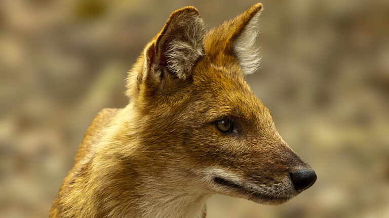 Dhole
