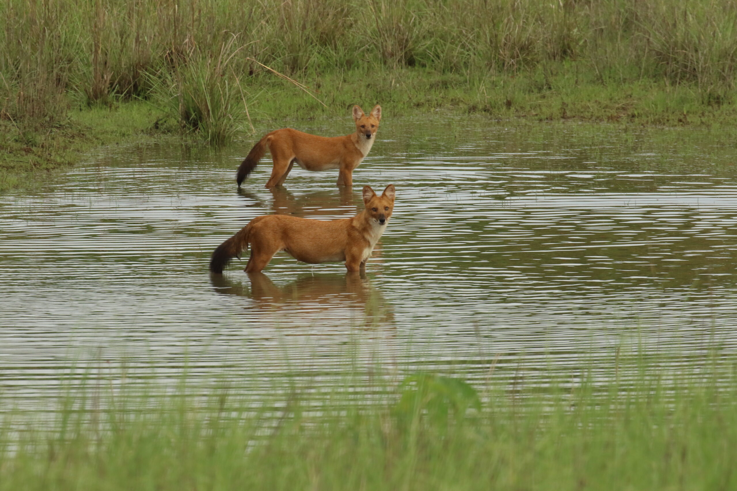 Dhole