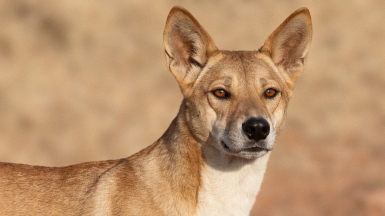 Dingo