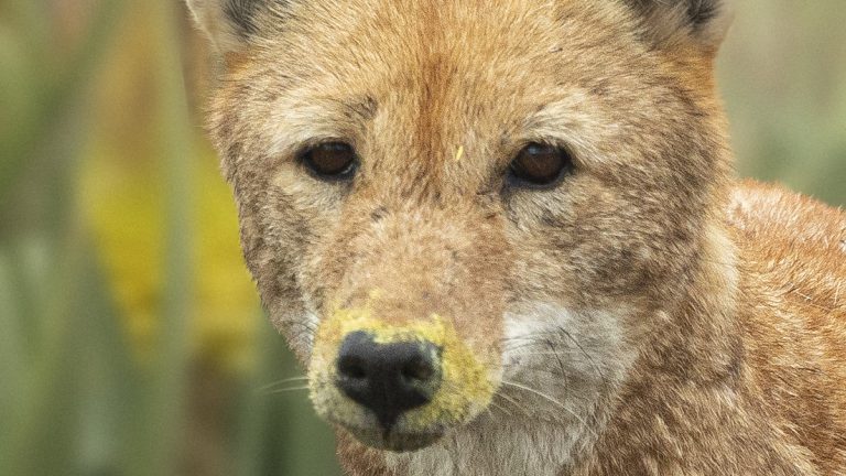 Ethiopian wolf