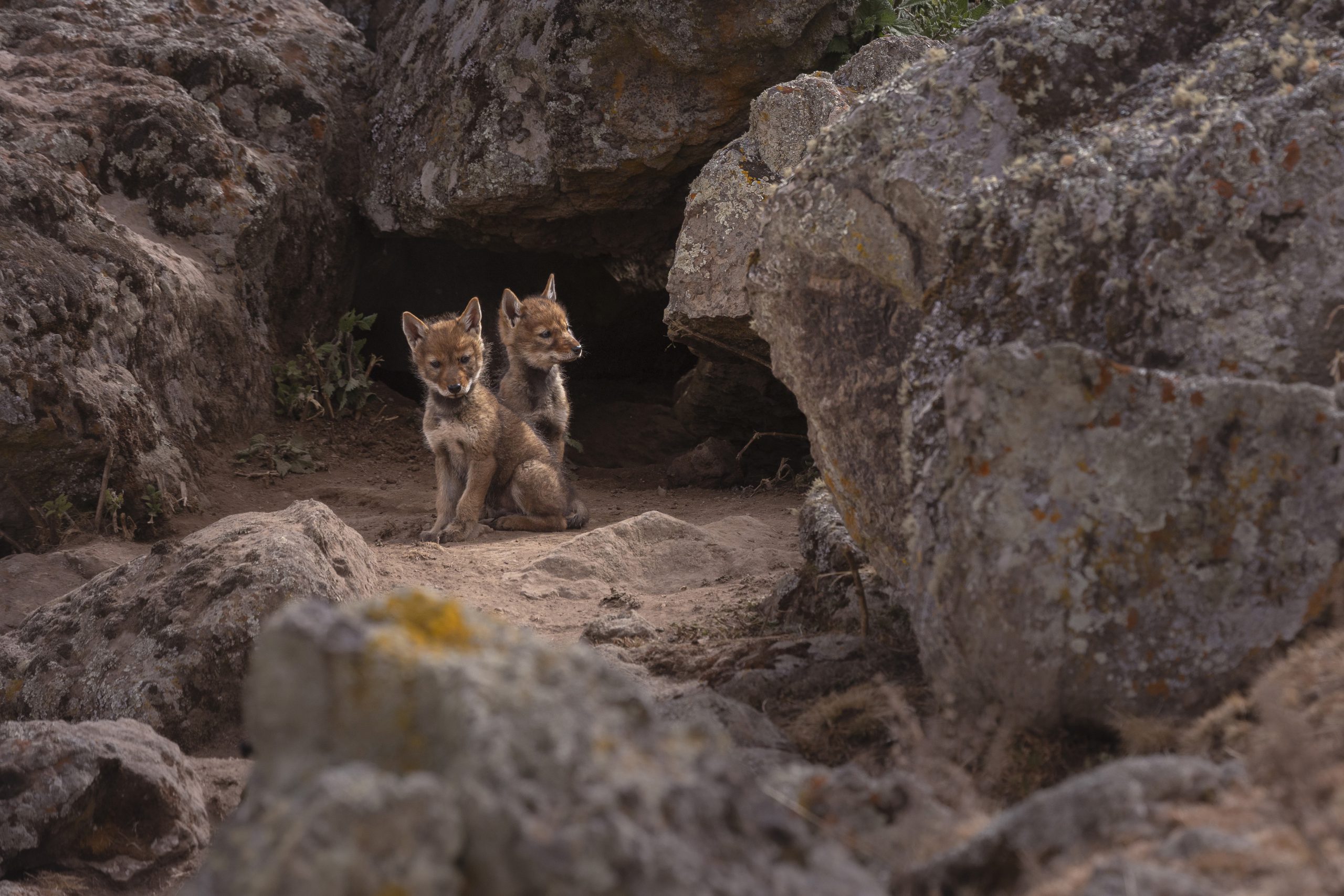 Ethiopian wolf