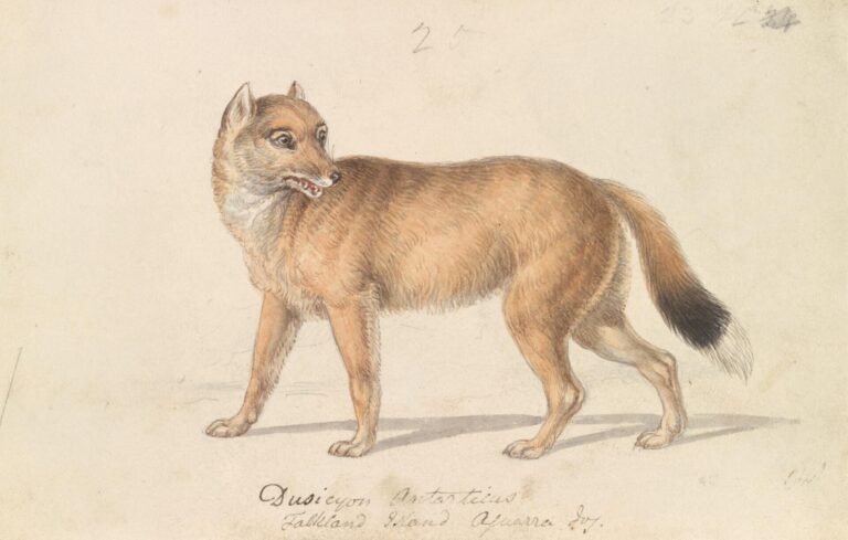 Falkland Islands wolf